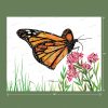 A Monarch Butterfly